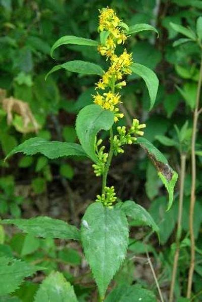 Zig-zag Goldenrod - Solidago flexicaulis
