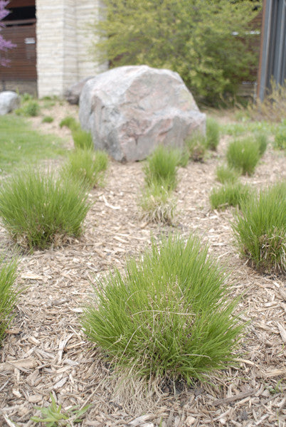 Prairie Dropseed - Sporobolus heterolepis