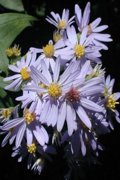 Short's Aster - Symphyotrichium shortii