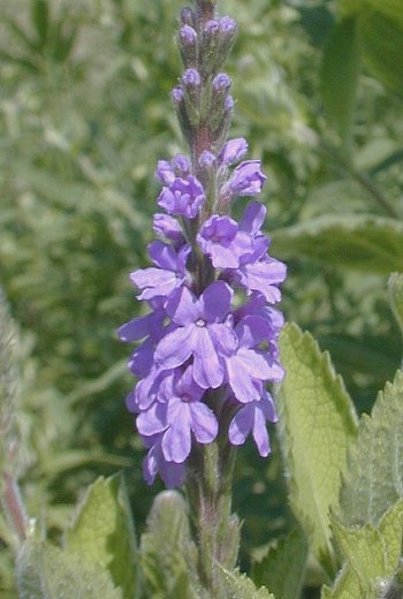 Hoary Vervain - Verbena stricta