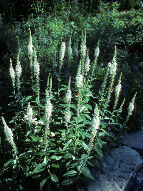 Culver’s Root – Veronicastrum virginicum