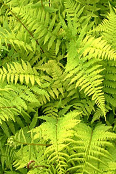 Lady fern - Athyrium filix-femina