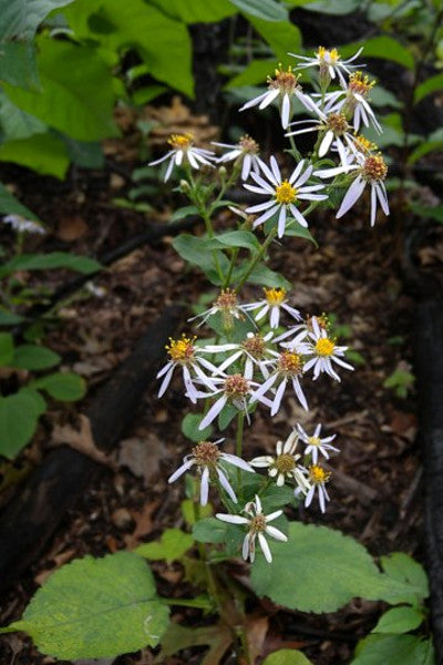 Big-leafed Aster - Eurybia macrophylla