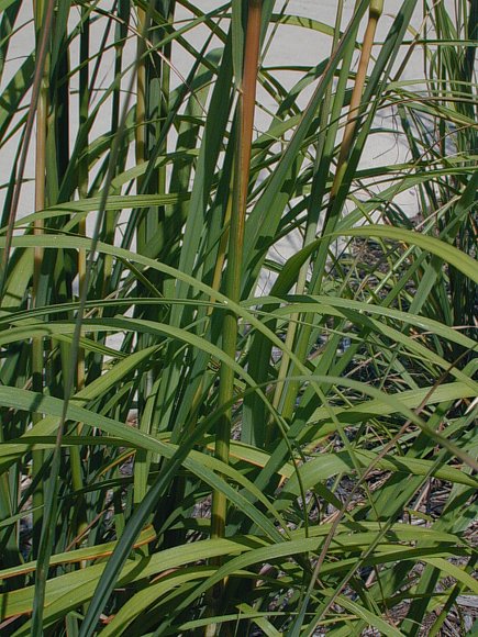 Big Bluestem - Andropogon gerardii