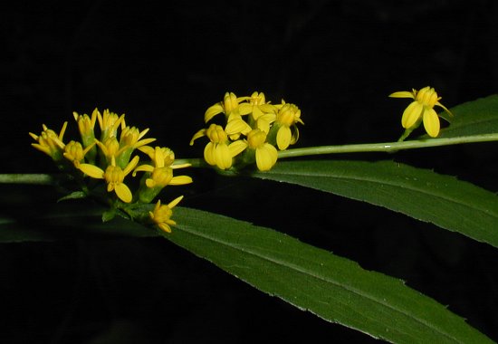 Blue-stemmed Goldenrod - Solidago caesia