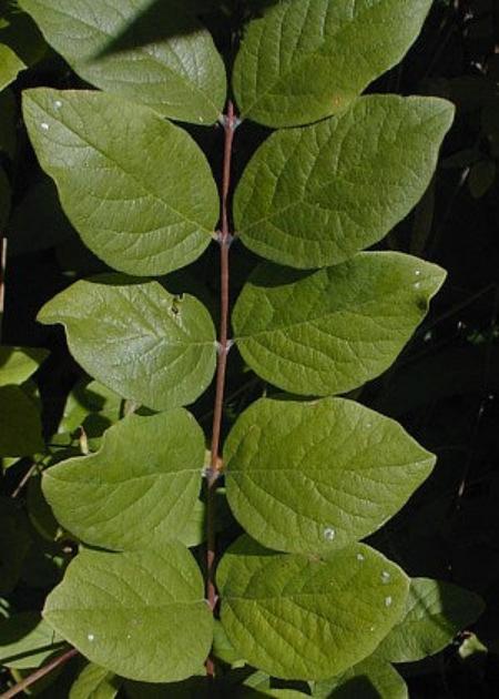 Coralberry - Symphoricarpos orbiculatus
