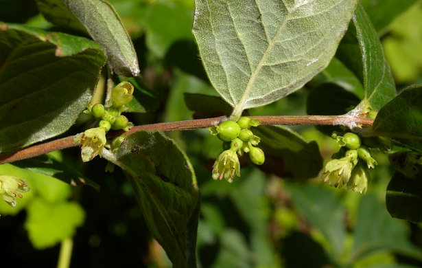 Coralberry - Symphoricarpos orbiculatus