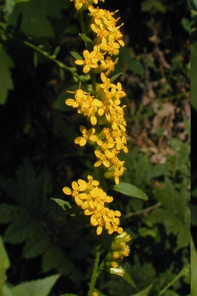 Elm-leaved Goldenrod - Solidago ulmifolia