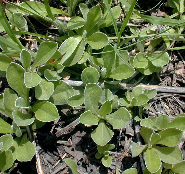 Prairie Pussytoes -- Antennaria neglecta