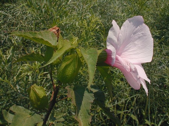 Halberd-leaved Rose Mallow -- Hibiscus laevis