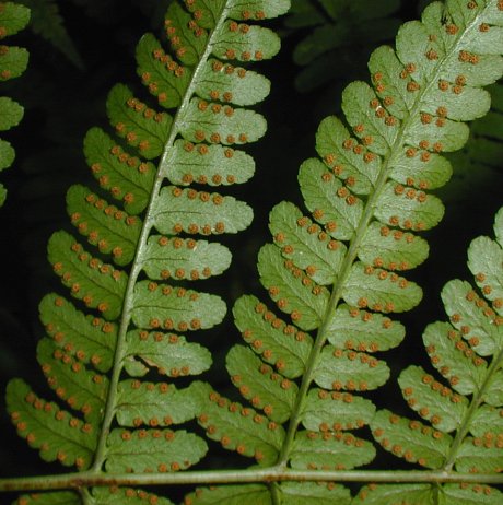 Marginal Wood Fern - Dryopteris marginalis
