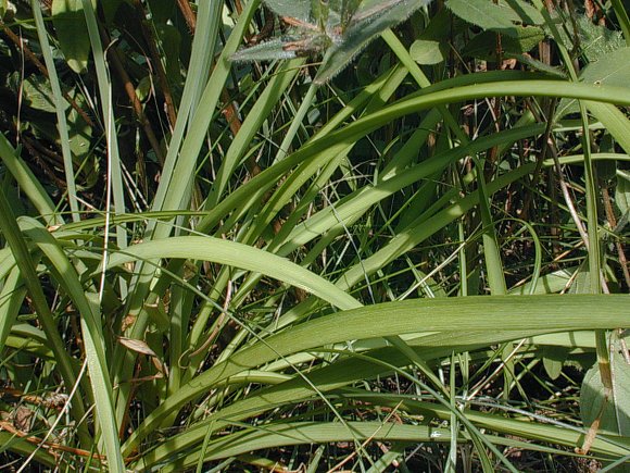 Nodding Wild Onion - Allium cernuum