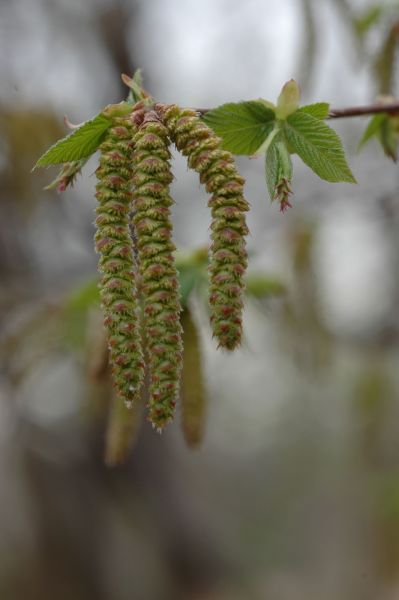 Ironwood - Ostrya virginiana