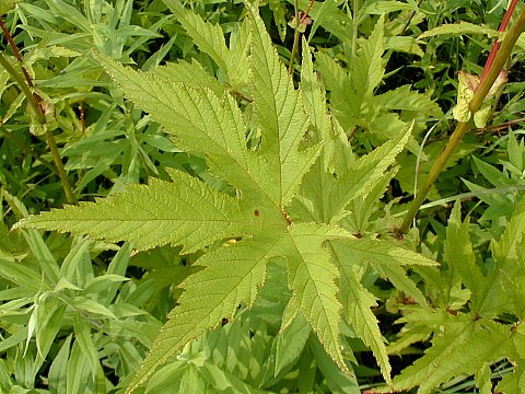Queen of the Prairie - Filipendula rubra