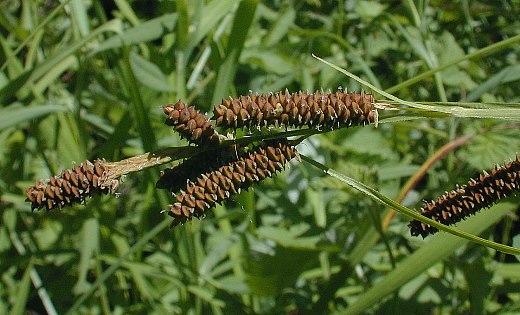 Short's Sedge - Carex shortiana