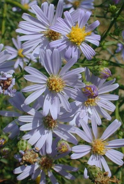 Sky Blue Aster - Symphyotrichum oolentangiense