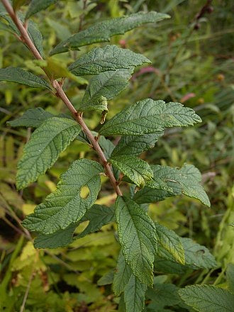 Hardhack (Steeplebush) - Spiraea tomentosa