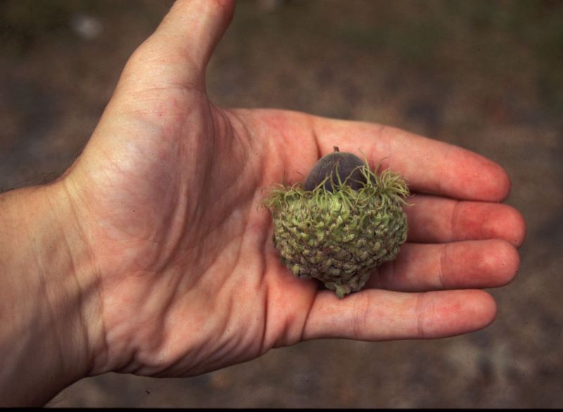 Bur Oak - Quercus macrocarpa