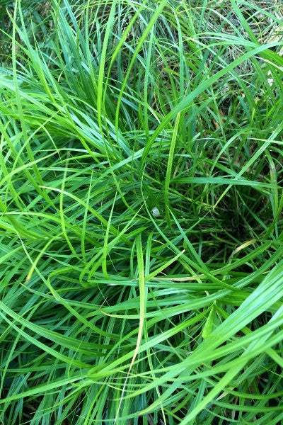 Grasses & Sedges