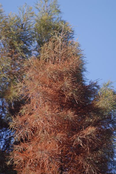 Bald Cypress - Taxodium distichum