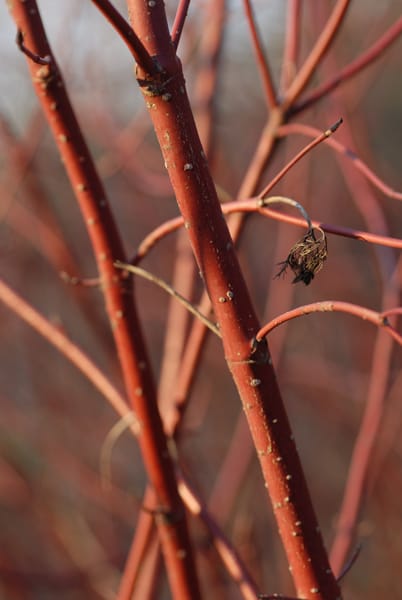 Red-Twig  Dogwood - Cornus sericea