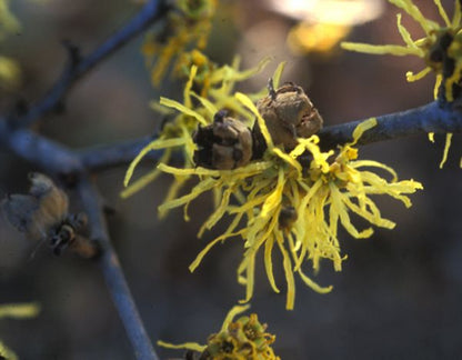 Common Witch Hazel - Hamamelis virginiana