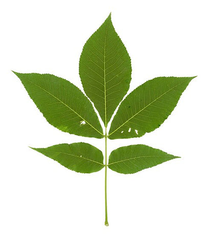 Shagbark Hickory - Carya ovata