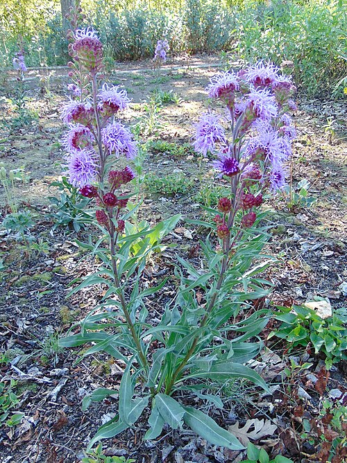 Meadow Blazing Star - Liatris ligulistylis