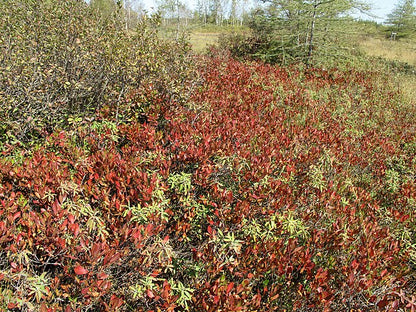 Black Huckleberry-Gaylussacia baccata