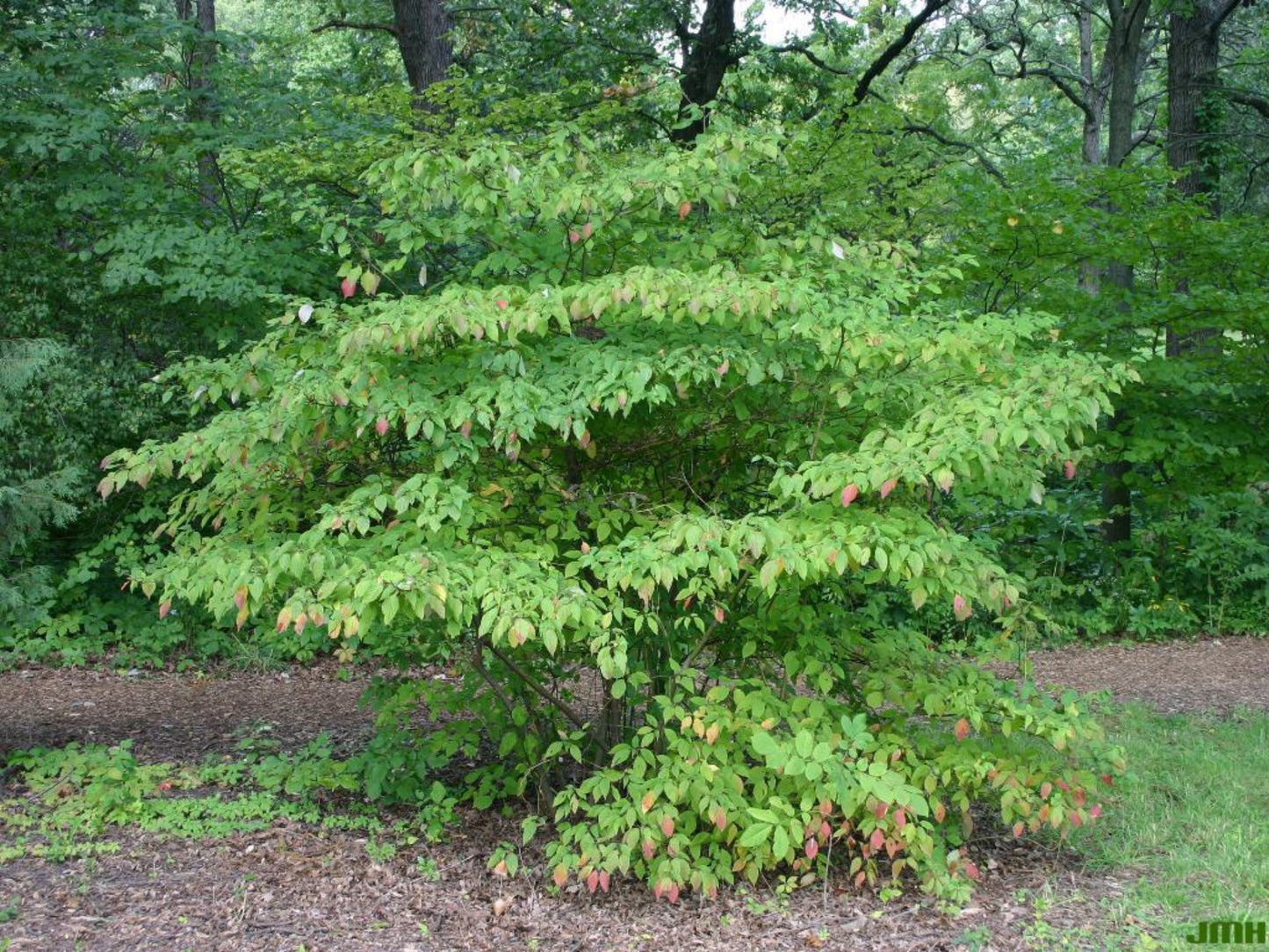 Pagoda Dogwood - Cornus alternifolia