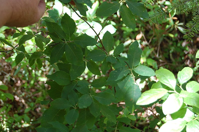 Allegheny Shadblow (Serviceberry) - Amelanchier laevis