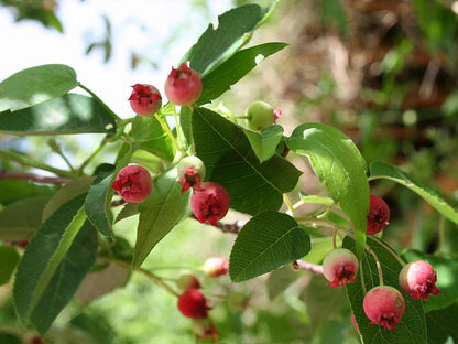 Allegheny Shadblow (Serviceberry) - Amelanchier laevis