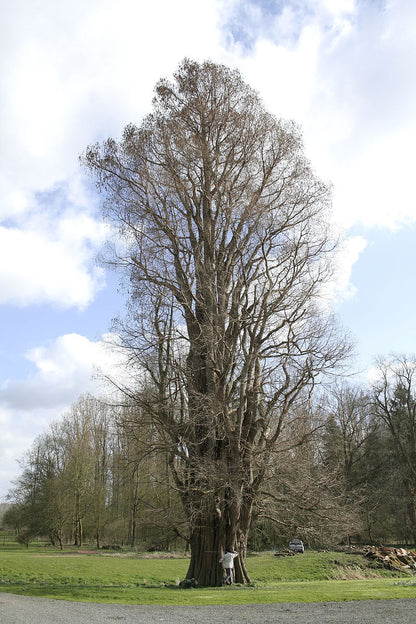 Note the TINY HUMAN in front of the trunk!