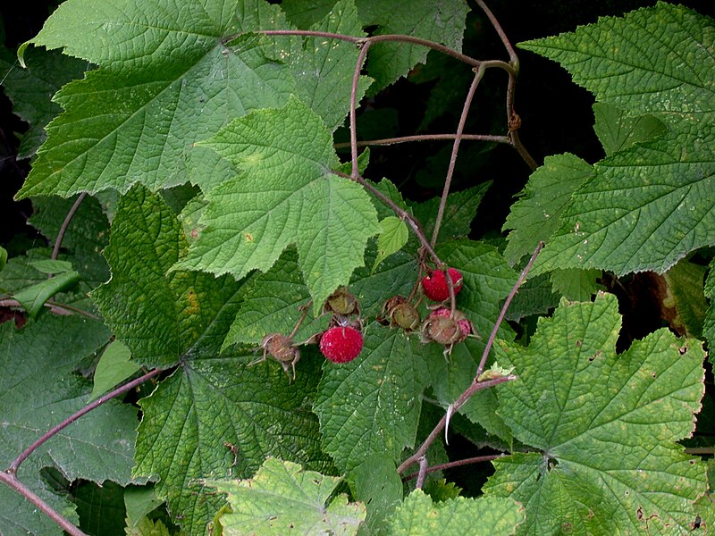 Purple Flowering Raspberry - Rubus odoratus