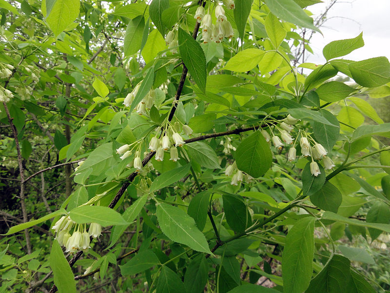 Bladdernut - Staphylea trifolia