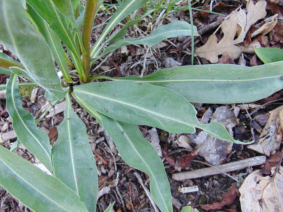 Meadow Blazing Star - Liatris ligulistylis