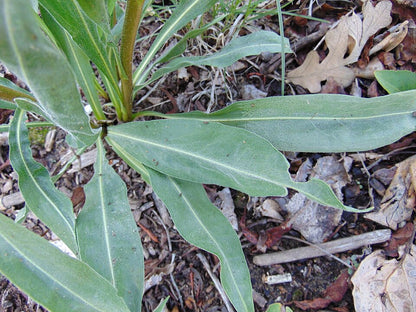 Meadow Blazing Star - Liatris ligulistylis