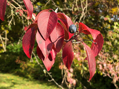 Blackhaw Viburnum - Viburnum prunifolium