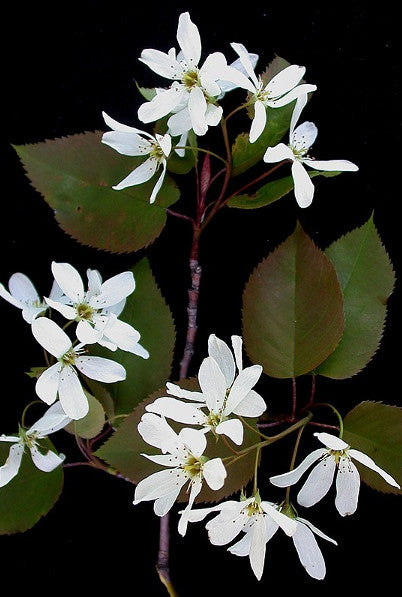 Allegheny Shadblow (Serviceberry) - Amelanchier laevis