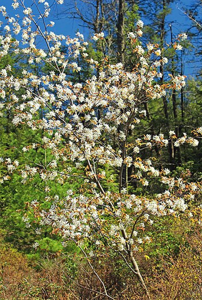 Allegheny Shadblow (Serviceberry) - Amelanchier laevis