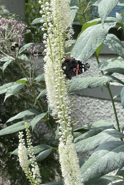 Black Cohosh - Actaea racemosa