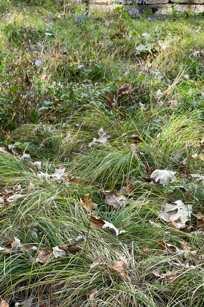 James' Sedge - Carex jamesii
