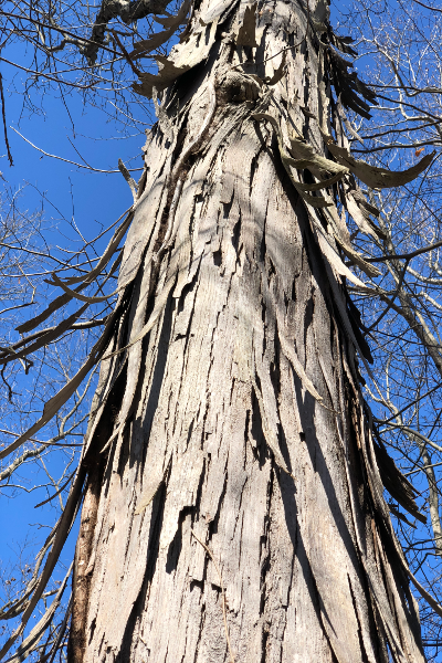 Shagbark Hickory - Carya ovata
