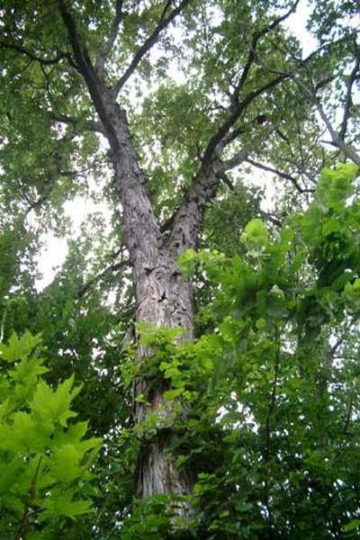 Shagbark Hickory - Carya ovata