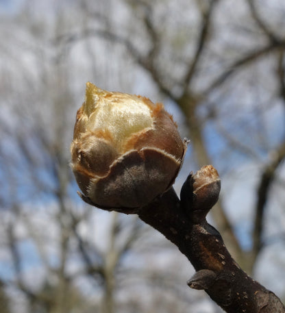 Shagbark Hickory - Carya ovata