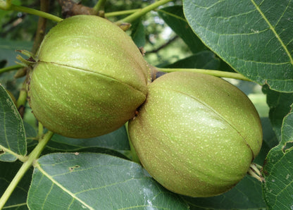 Shagbark Hickory - Carya ovata