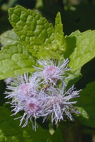 Mistflower - Conoclinium coelestinum
