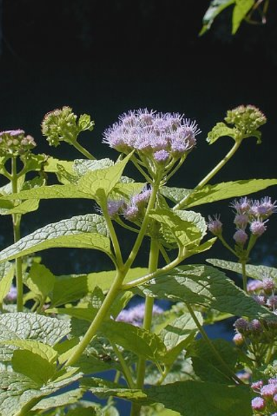 Mistflower - Conoclinium coelestinum