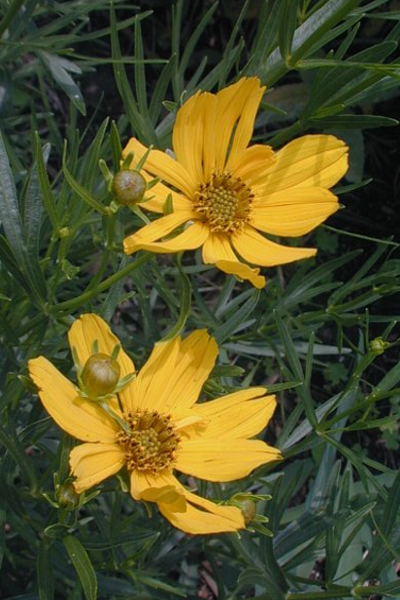 Prairie coreopsis - Coreopsis palmata