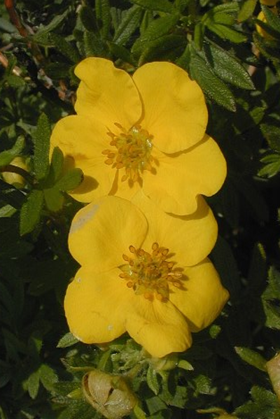 Shrubby Cinquefoil - Dasiphora fruticosa